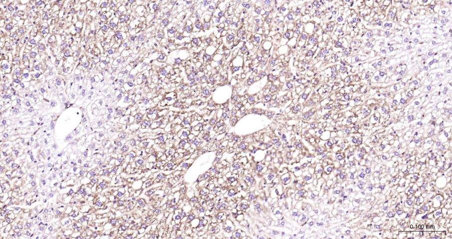 Anti-COX-2 Polyclonal Antibody
