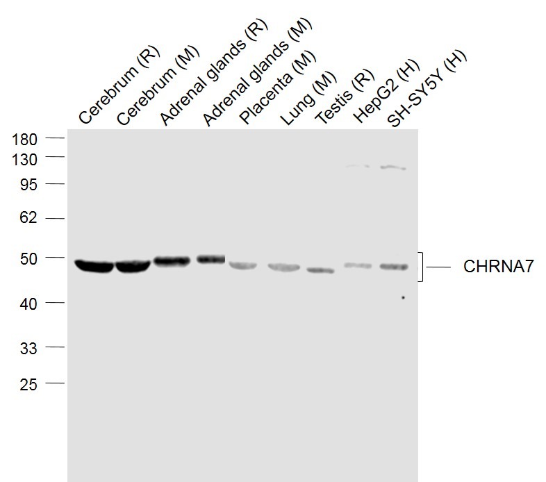 Anti-CHRNA7 Polyclonal Antibody