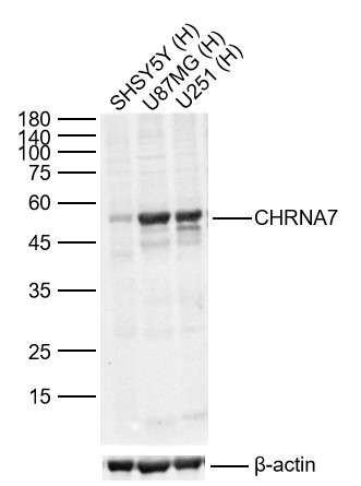 Anti-CHRNA7 Polyclonal Antibody