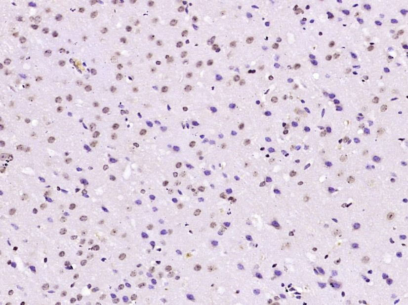 Anti-CREB1 Antibody (3J147)