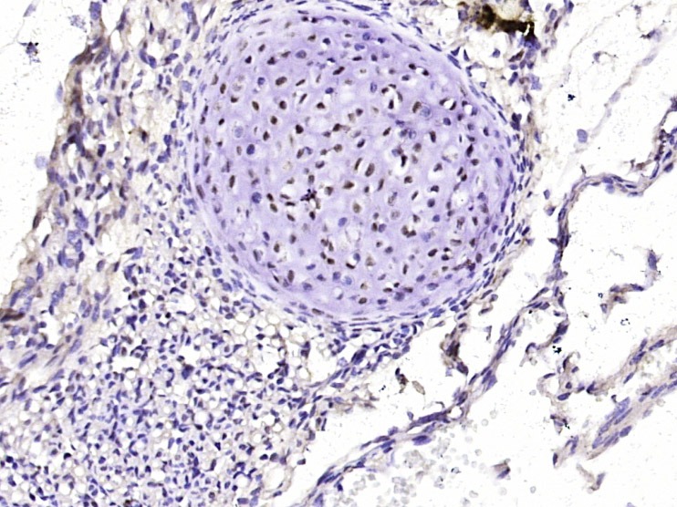 Anti-CREB1 Antibody (3J147)