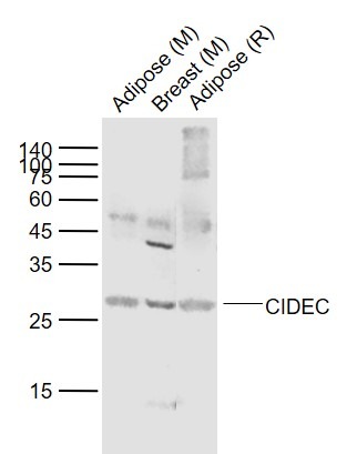Anti-CIDEC Polyclonal Antibody
