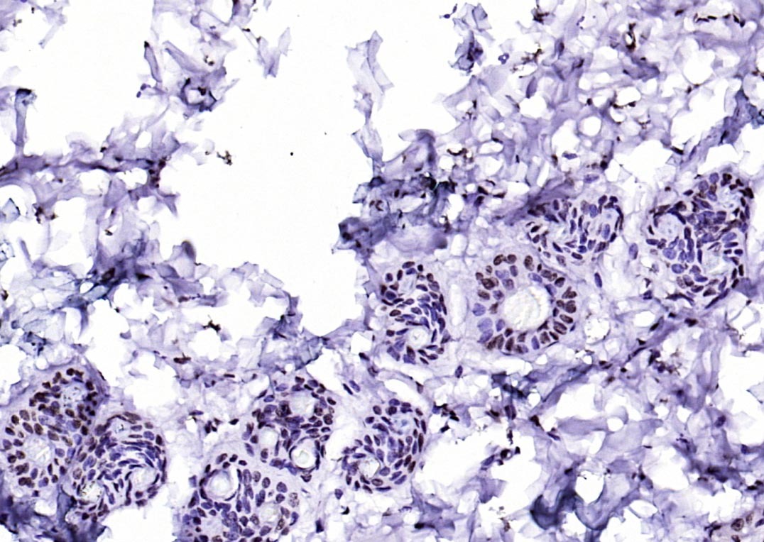 Anti-CIDEC Polyclonal Antibody