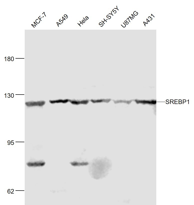 Anti-SREBP1 Polyclonal Antibody