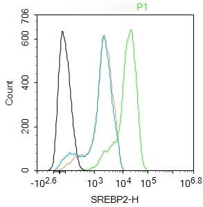 Anti-SREBP2 Polyclonal Antibody