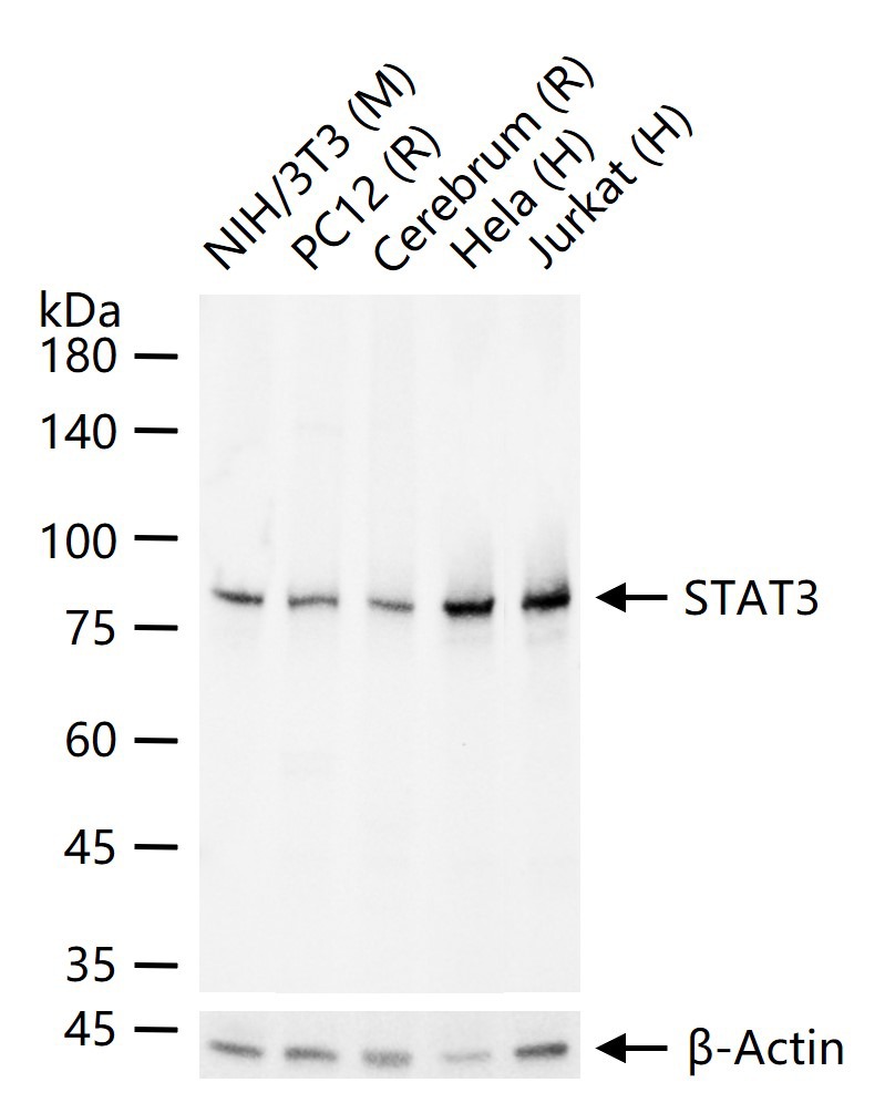 Anti-STAT3 Antibody (9V551)