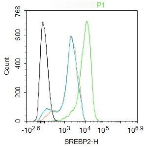 Anti-SREBP2 Polyclonal Antibody
