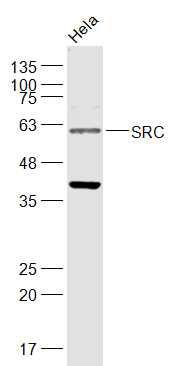 Anti-Src Polyclonal Antibody