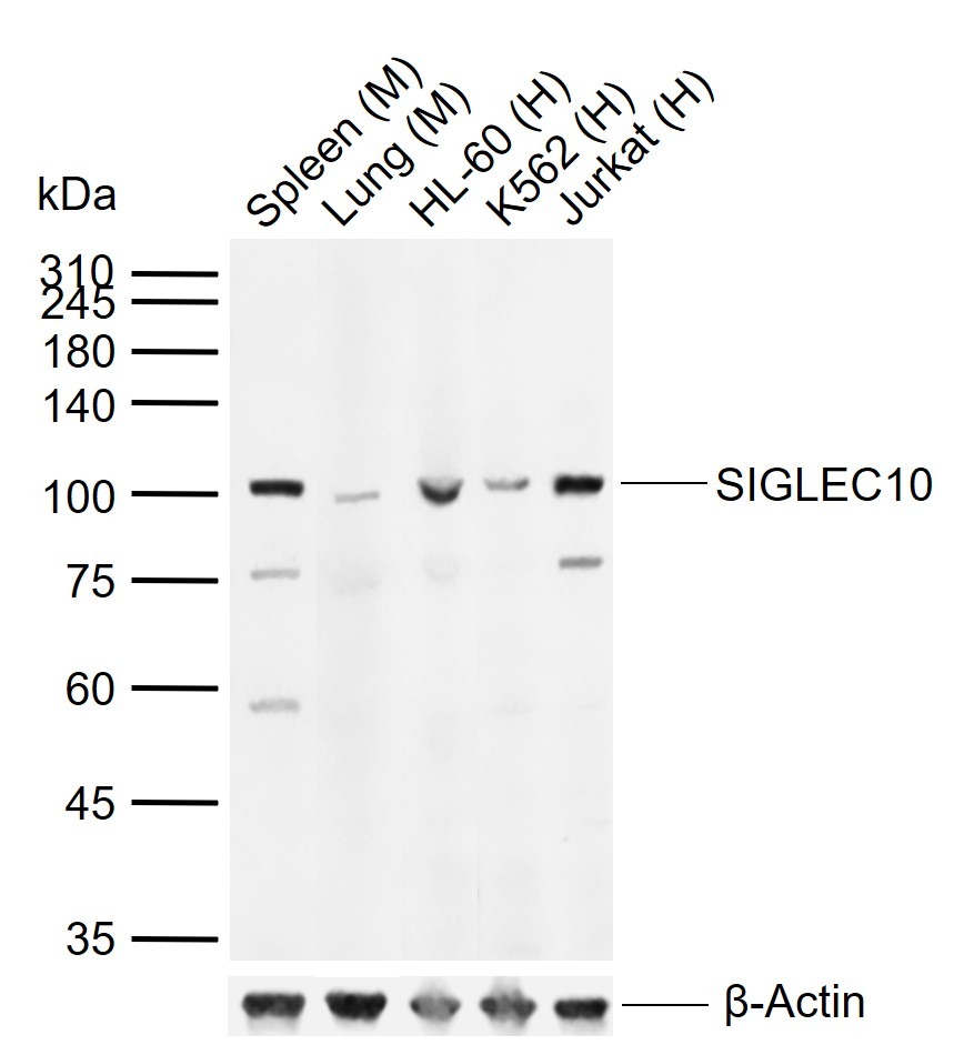 Anti-Siglec-10 Polyclonal Antibody