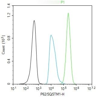 Anti-SQSTM1/p62 Polyclonal Antibody 2