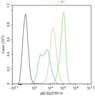 Anti-SQSTM1/p62 Antibody (9J396)