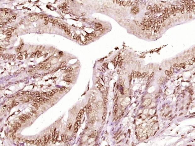 Anti-STAT1 Polyclonal Antibody 2