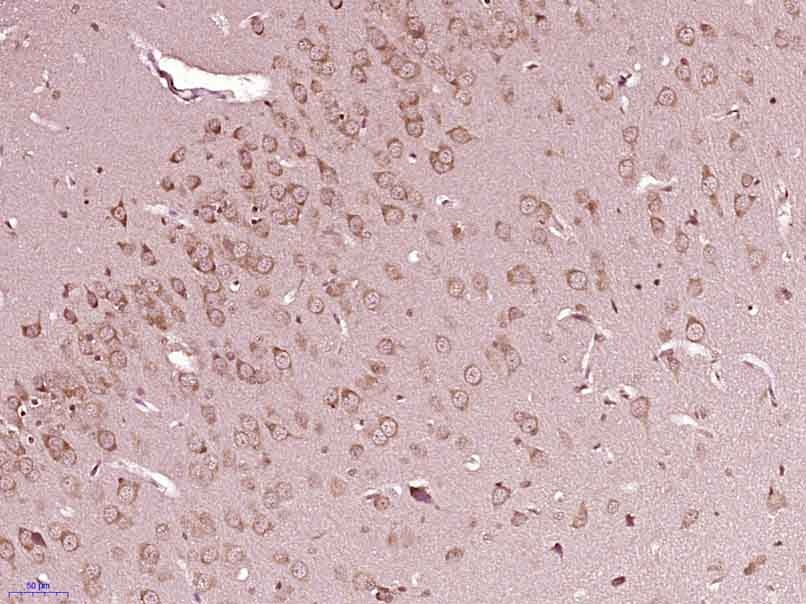 Anti-Src Polyclonal Antibody