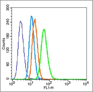 Anti-StAR Polyclonal Antibody