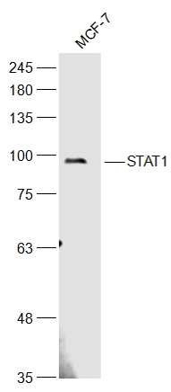 Anti-STAT1 Polyclonal Antibody 2