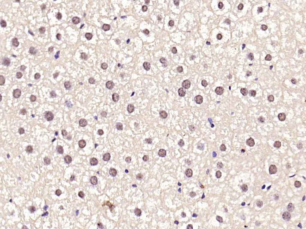 Anti-SREBP1 Polyclonal Antibody