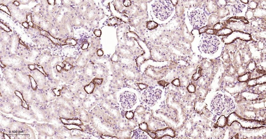 Anti-STAT3 Polyclonal Antibody 2