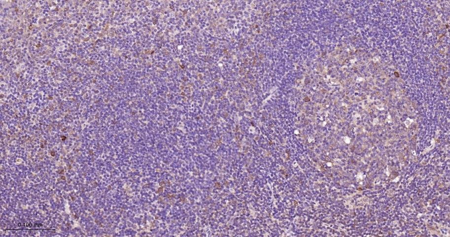 Anti-STAT3 Antibody (7U765)