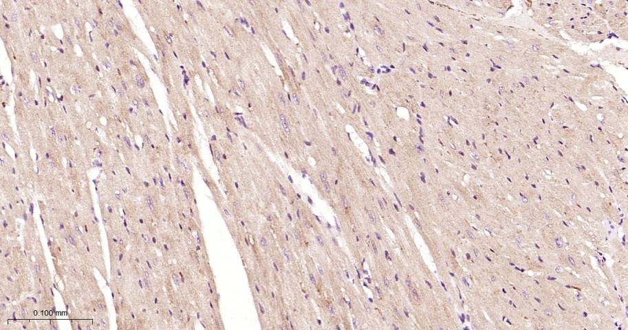 Anti-STAT3 Polyclonal Antibody 2