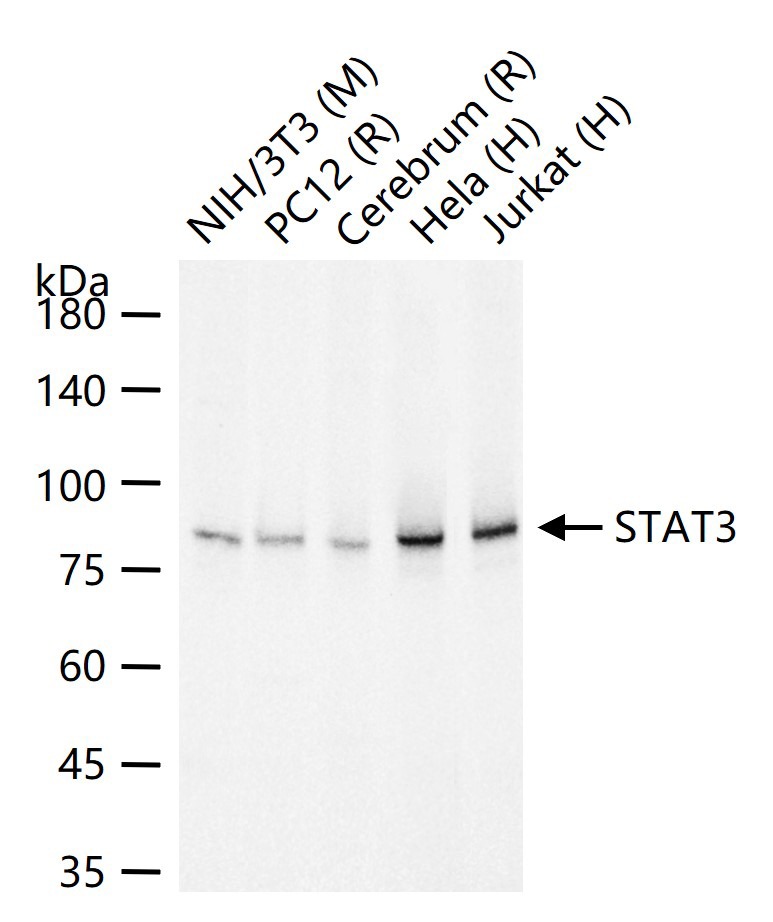 Anti-STAT3 Antibody (7U765)