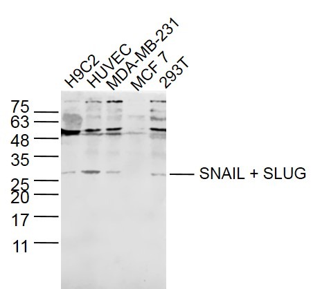 Anti-SNAIL + SLUG Polyclonal Antibody