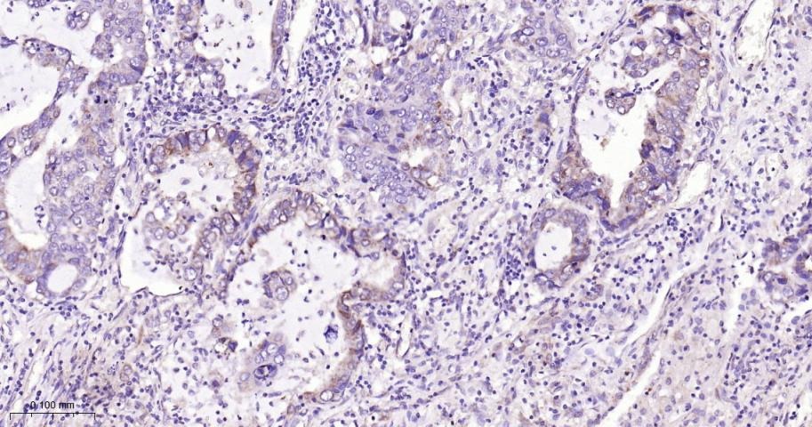 Anti-STAT3 Antibody (7U765)