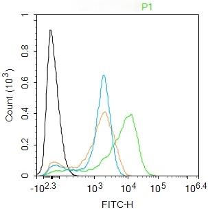 Anti-SOD1 Polyclonal Antibody