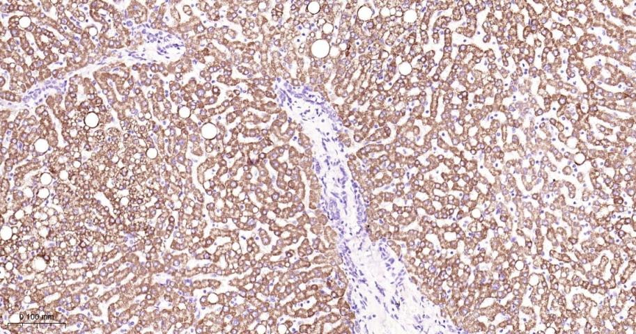 Anti-STAT3 Antibody (9V551)