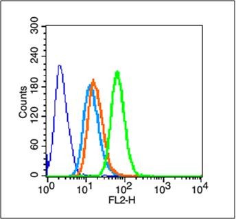 Anti-SNAIL + SLUG Polyclonal Antibody