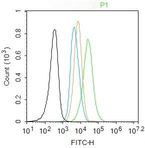 Anti-SNAIL + SLUG Polyclonal Antibody