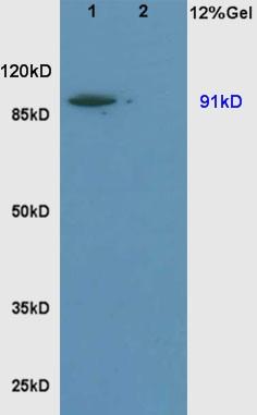 Anti-Sodium hydrogen exchanger 1 Polyclonal Antibody