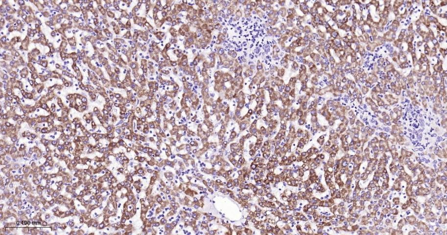 Anti-STAT3 Antibody (7U765)
