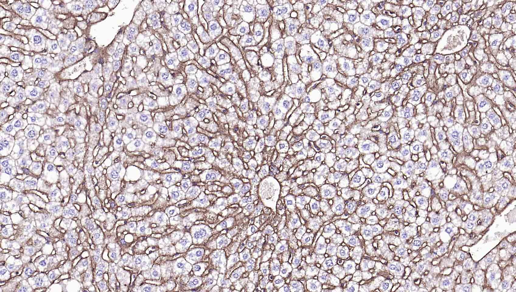 Anti-Sodium Potassium ATPase Antibody (8O42)