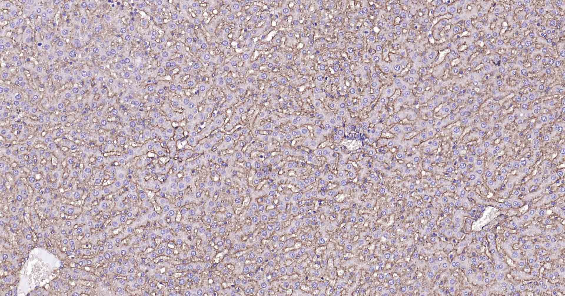 Anti-Sodium Potassium ATPase Antibody (8O42)