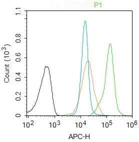 Anti-SOX4 Polyclonal Antibody