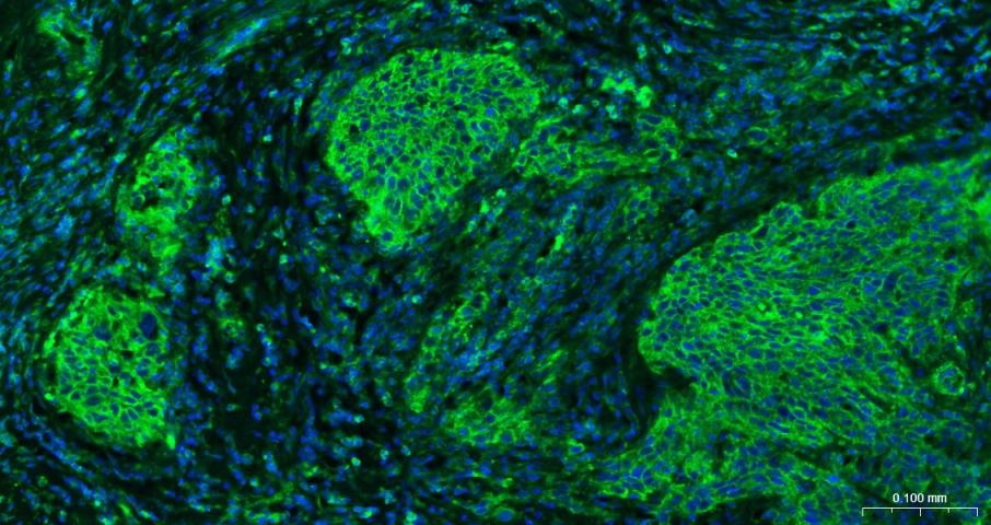 Anti-Sodium Potassium ATPase Antibody (8O42)