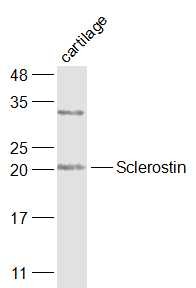 Anti-SOST Polyclonal Antibody