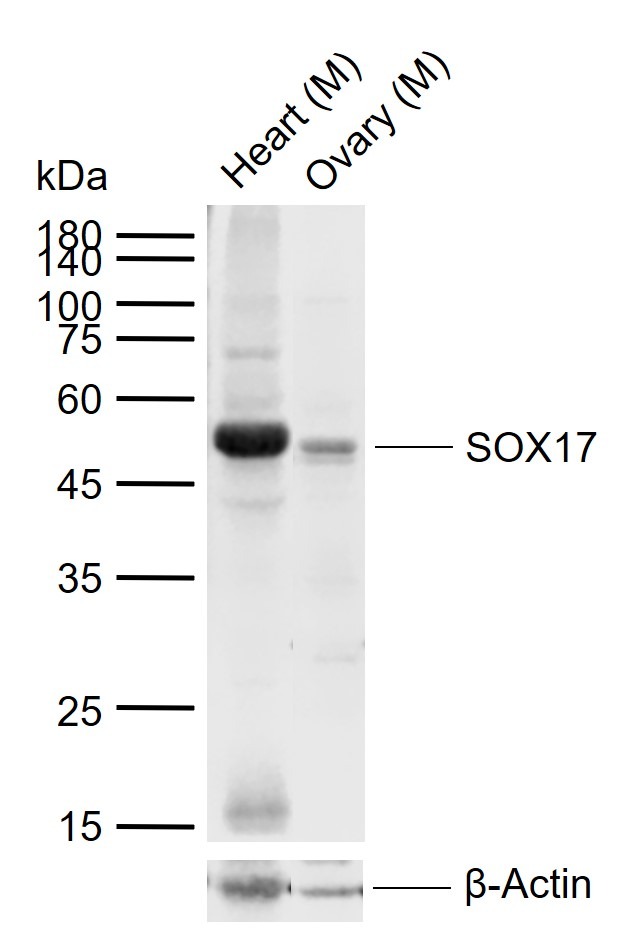 Anti-SOX17 Polyclonal Antibody