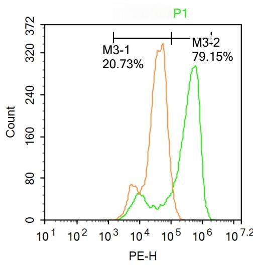 Anti-SOX9 Polyclonal Antibody