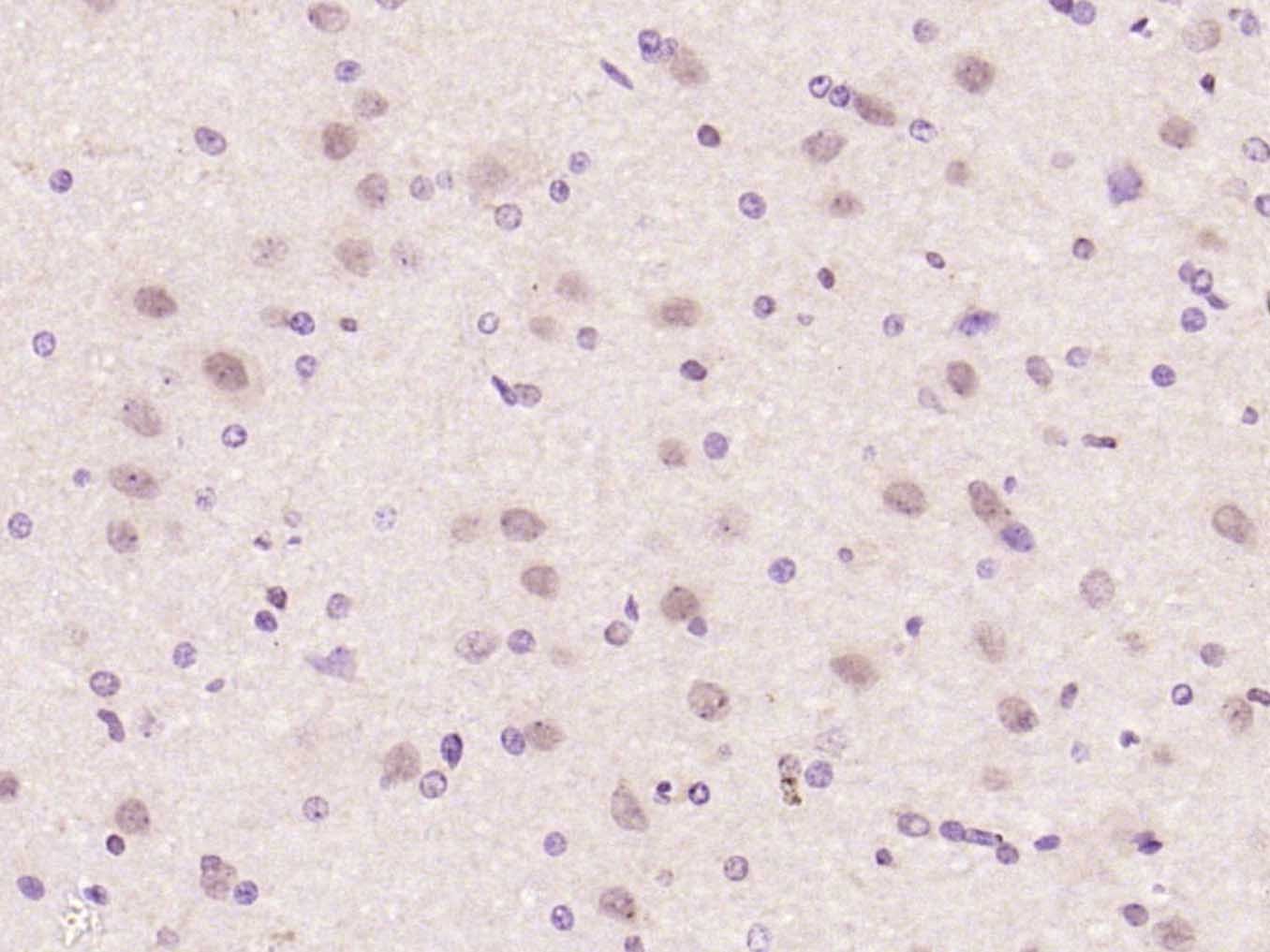 Anti-SOX-2 Polyclonal Antibody