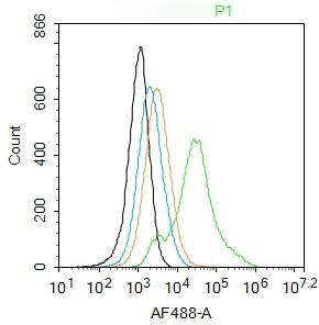 Anti-SOX9 Polyclonal Antibody 2