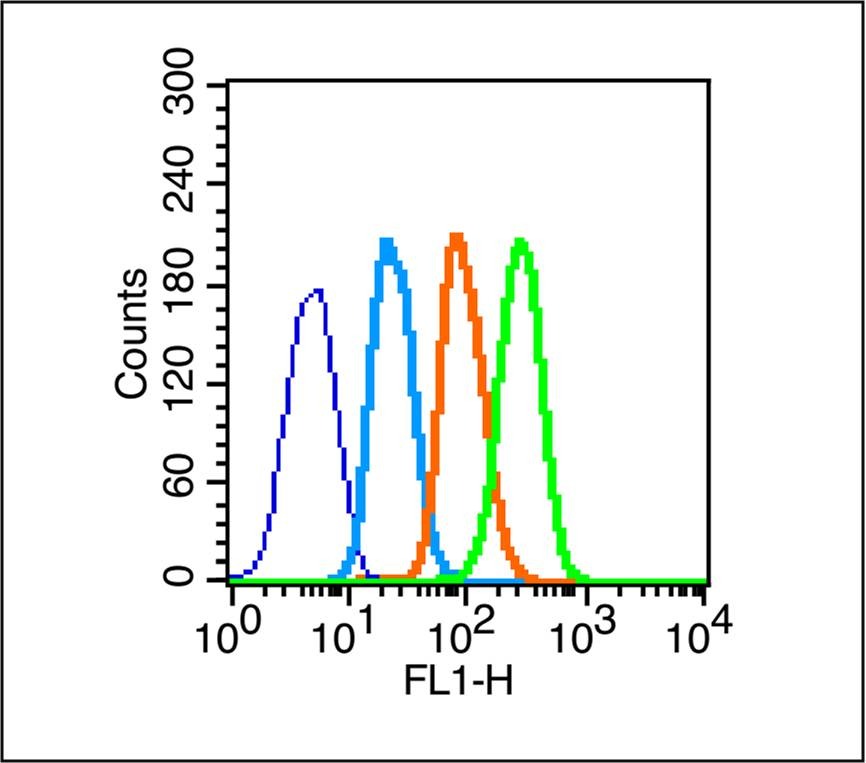 Anti-SOX9 Polyclonal Antibody 2
