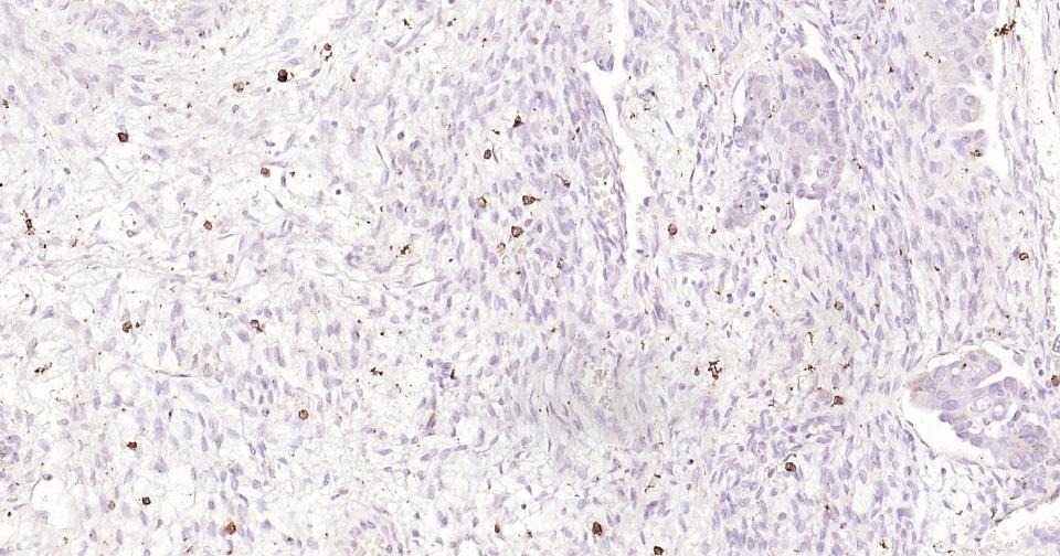 Anti-C-Kit Antibody (7A806)