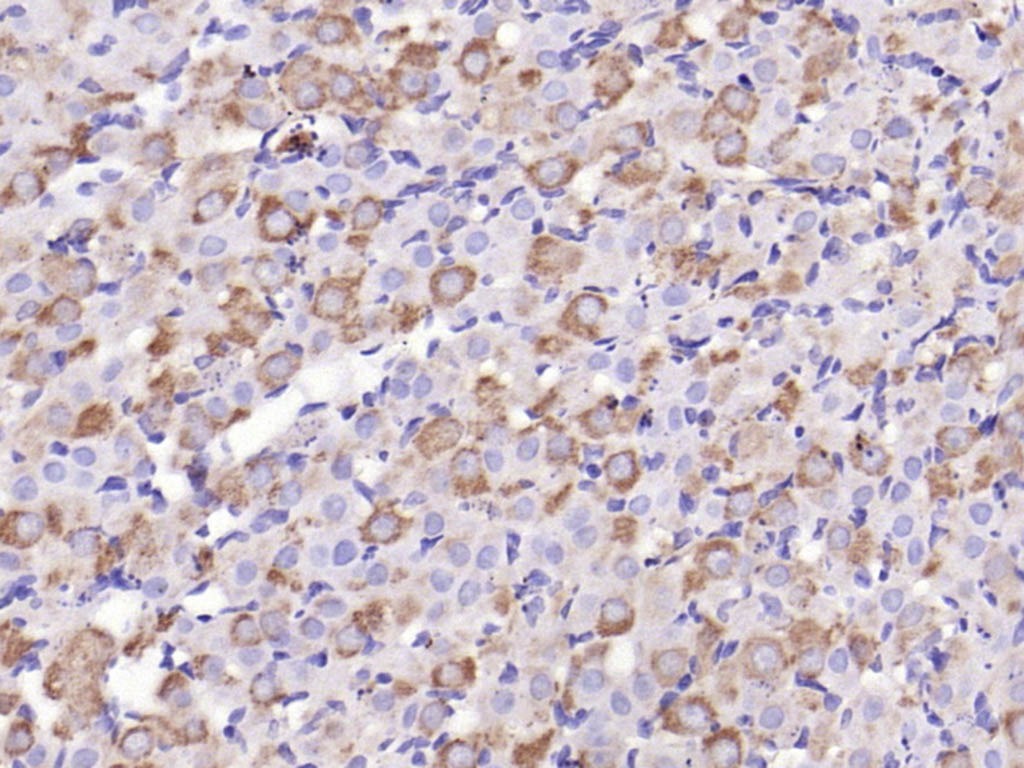 Anti-C-Kit Polyclonal Antibody