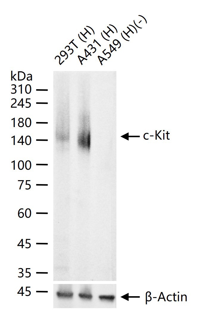 Anti-C-Kit Antibody (7A806)