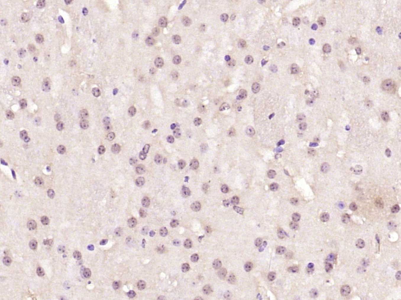 Anti-CREB1 Polyclonal Antibody