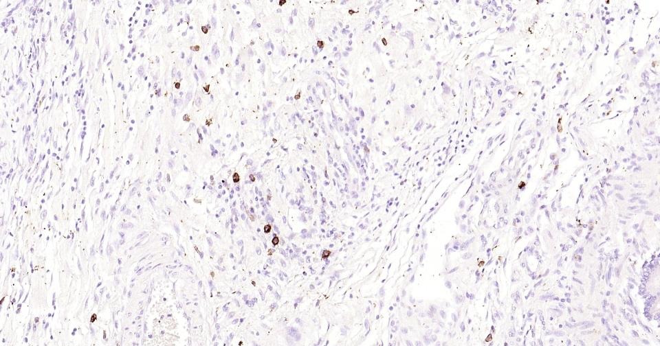 Anti-C-Kit Antibody (7A806)