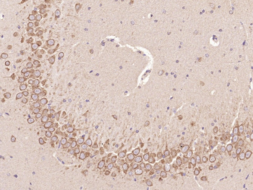 Anti-C-Kit Polyclonal Antibody