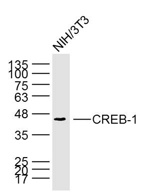 Anti-CREB1 Antibody (3J147)