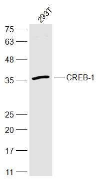Anti-CREB1 Polyclonal Antibody